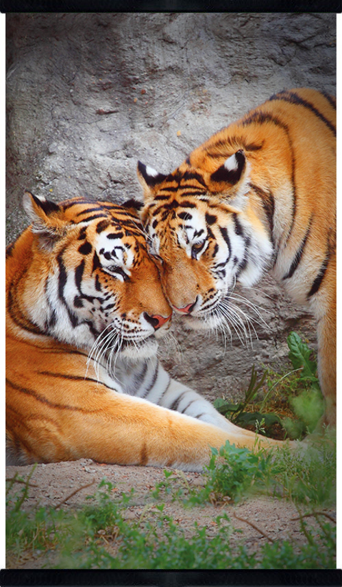 НЭО "Тигры" — фото