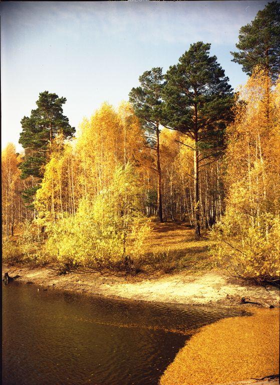 БАГАН "Осенний лес-2" 600х800мм — фото